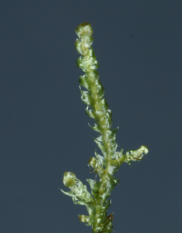 Breidleria pratensis